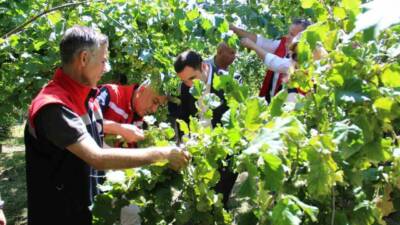 Türkiye’de Ordu’dan sonra en çok fındık üretilen ikinci il olan