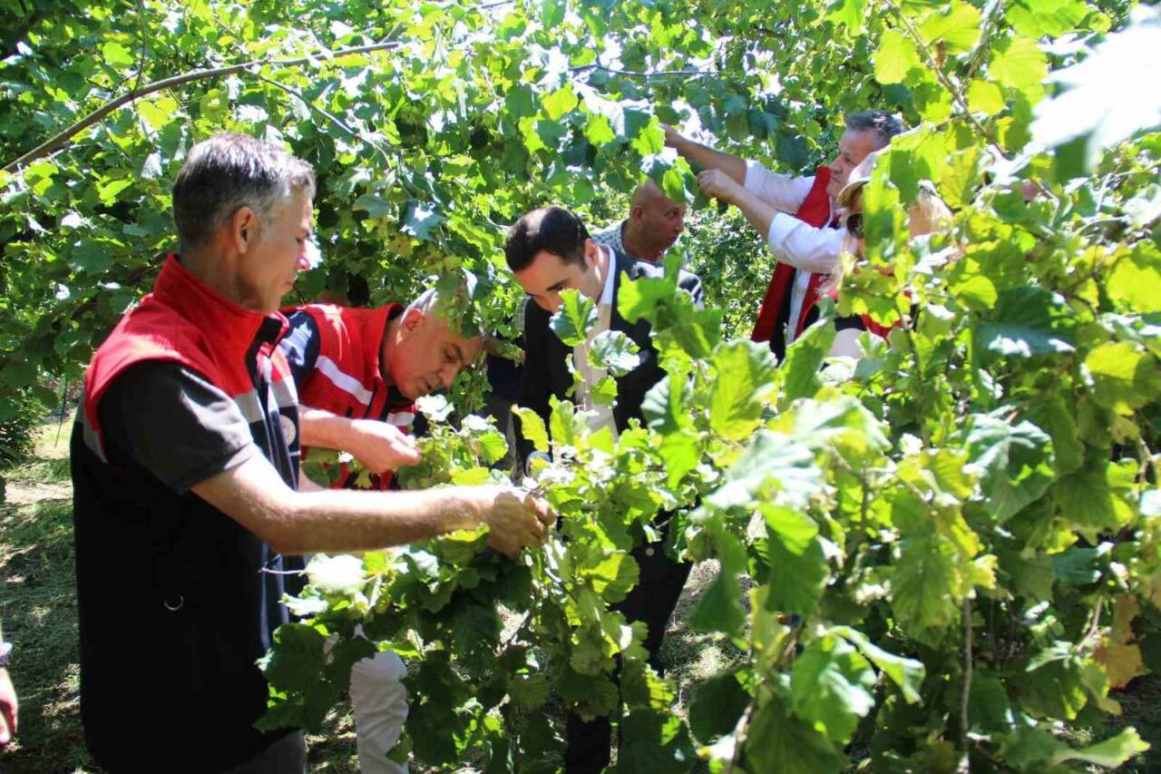 Türkiye’de Ordu’dan sonra en çok fındık üretilen ikinci il olan