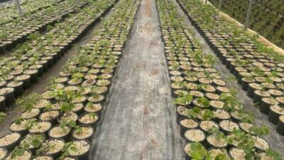 Bursa’nın Keles ilçesinde, Uludağ eteklerinde 1100 rakımda 30 bin ıhlamur