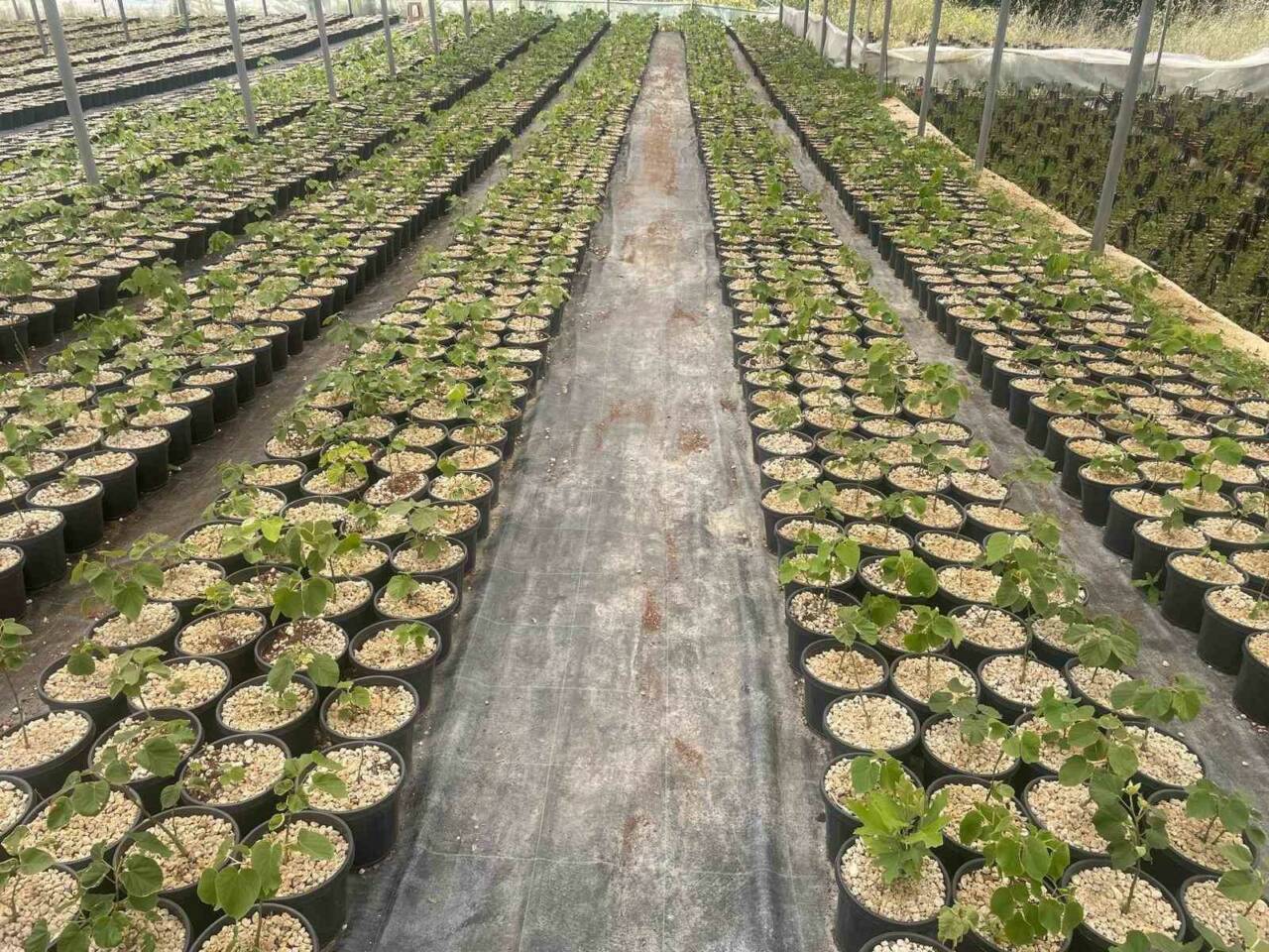 Bursa’nın Keles ilçesinde, Uludağ eteklerinde 1100 rakımda 30 bin ıhlamur