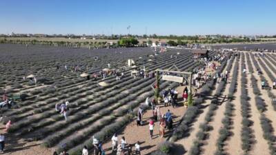 Karatay Lavanta Günleri, bu yıl da binlerce vatandaşı etkileyici atmosferiyle