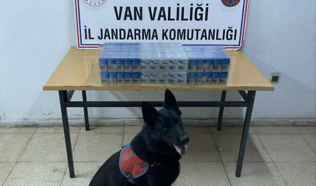 Van’da jandarma ekipleri tarafından düzenlen 8 ayrı operasyonla kaçak sigara