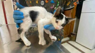 Düzce’de araçtan düşen ve çeşitli yerlerinden yaralanan yavru kedi, duyarlı