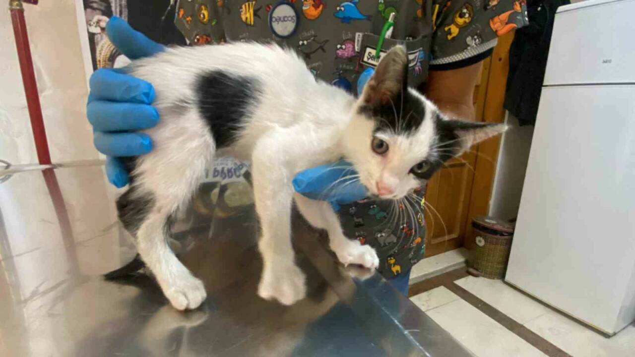 Düzce’de araçtan düşen ve çeşitli yerlerinden yaralanan yavru kedi, duyarlı