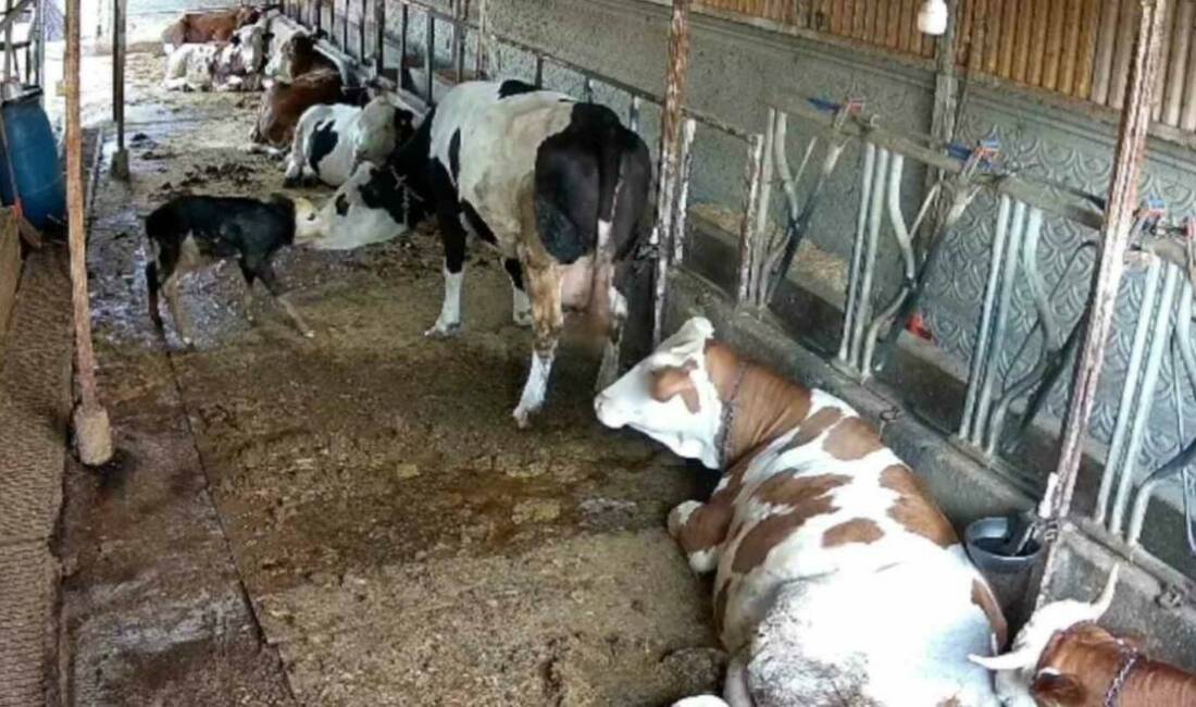 Balıkesir’de bir ahırda kendi başına doğum yapan inek ile buzağının