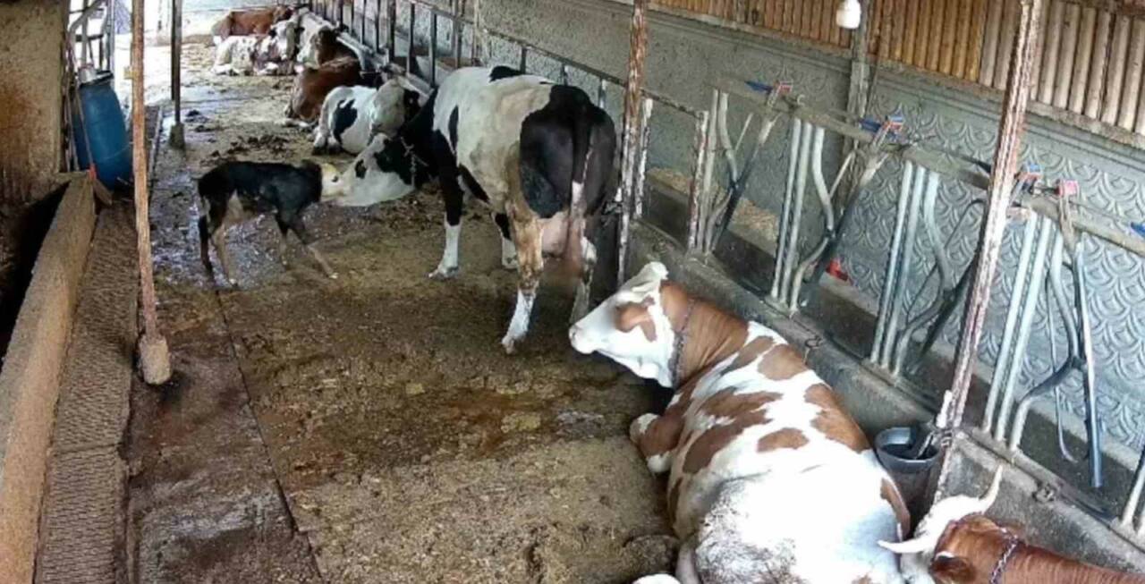 Balıkesir’de bir ahırda kendi başına doğum yapan inek ile buzağının