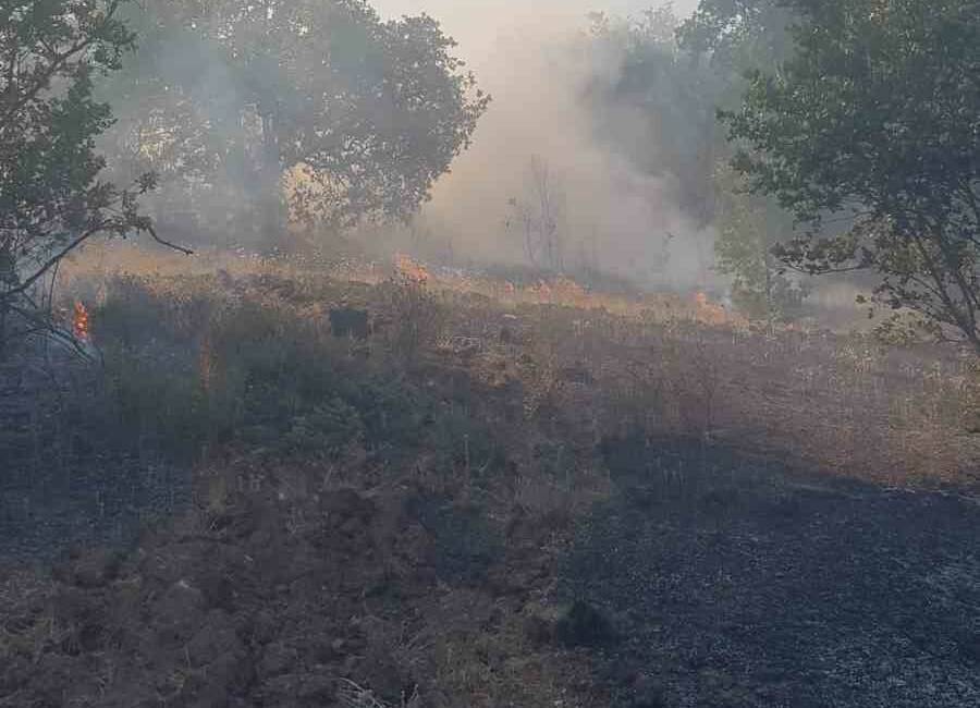 Zonguldak’ın merkez ilçesine bağlı Kaleoğlu köyü yakınlarındaki ormanlık alanda çıkan