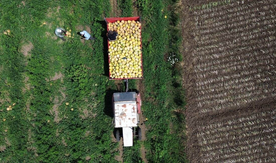 - Süheyla kavunu, tarlada kilogramı 12 liradan alıcısını buluyor
