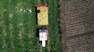 - Süheyla kavunu, tarlada kilogramı 12 liradan alıcısını buluyor