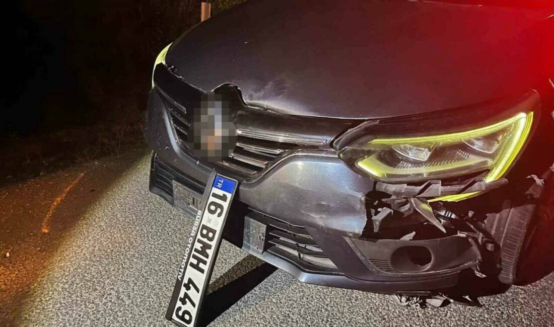 Bursa’da seyir halindeki sürücü, yola aniden çıkan ayıya çarptı. Kazada