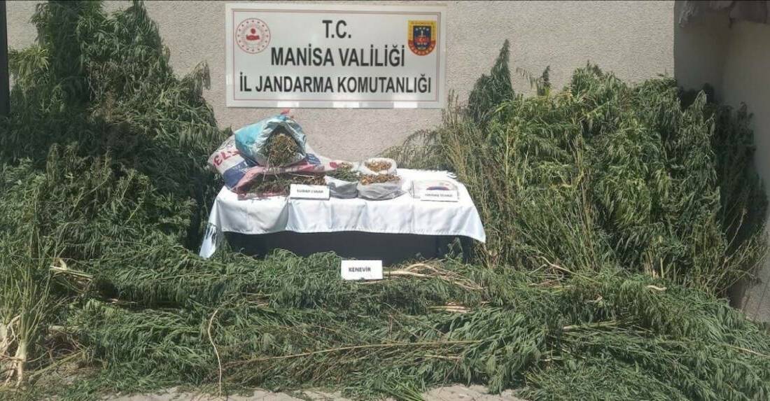 Manisa’nın Gördes ilçesinde jandarma ekipleri tarafından yasadışı kenevir ekimi yaptığı