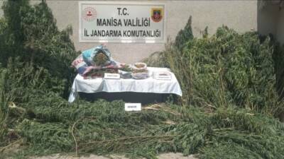 Manisa’nın Gördes ilçesinde jandarma ekipleri tarafından yasadışı kenevir ekimi yaptığı