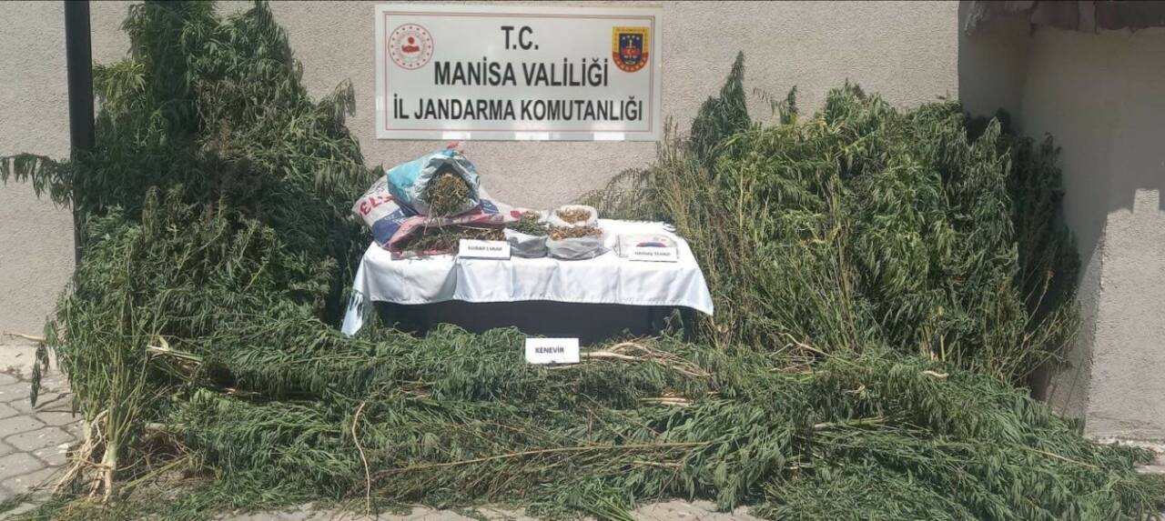 Manisa’nın Gördes ilçesinde jandarma ekipleri tarafından yasadışı kenevir ekimi yaptığı