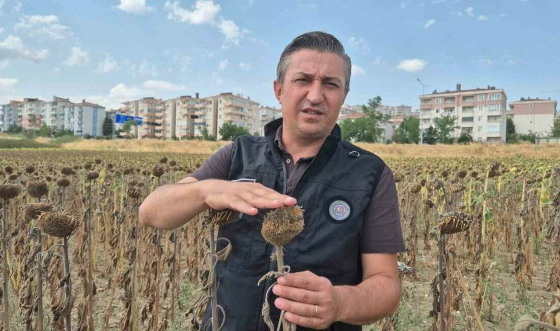 Malkara Ziraat Odası Başkanı Ender Çeşme, Trakya Birlik’in ayçiçeği alım