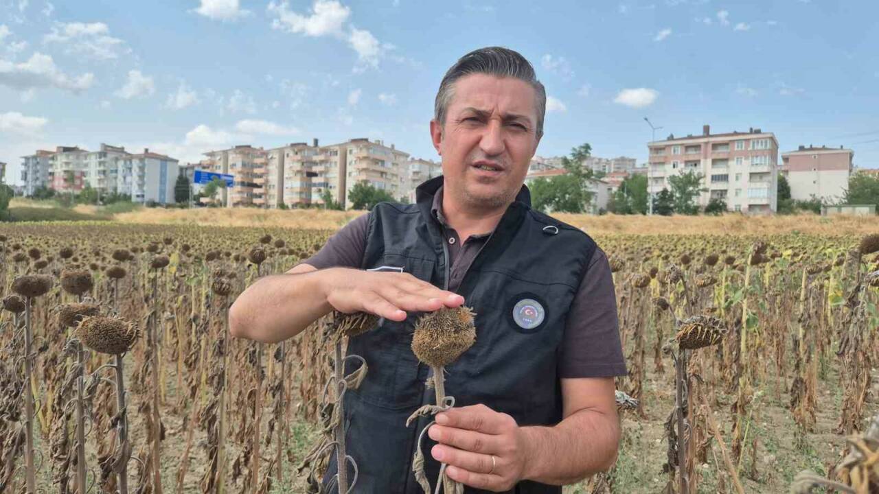 Malkara Ziraat Odası Başkanı Ender Çeşme, Trakya Birlik’in ayçiçeği alım