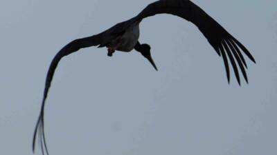 Kırıkkale’nde bulunan Kapulukaya Barajı kıyısında görülen kara leylek objektiflere yansıdı.
