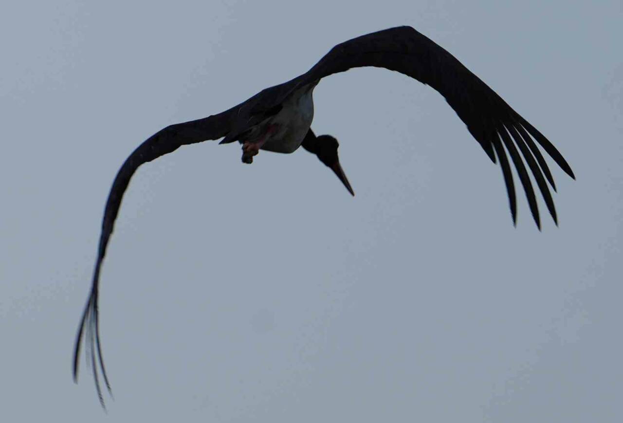 Kırıkkale’nde bulunan Kapulukaya Barajı kıyısında görülen kara leylek objektiflere yansıdı.