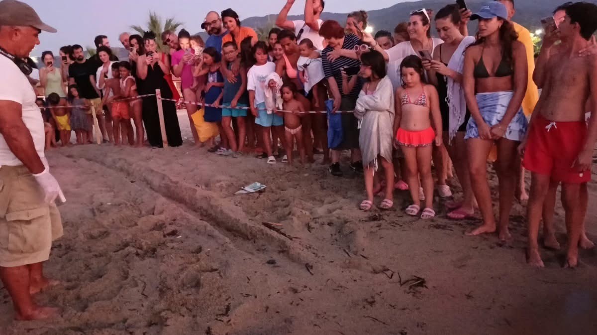 Aydın’ın Kuşadası ilçesinde koruma altına alınan caretta caretta yuvalarından ilk