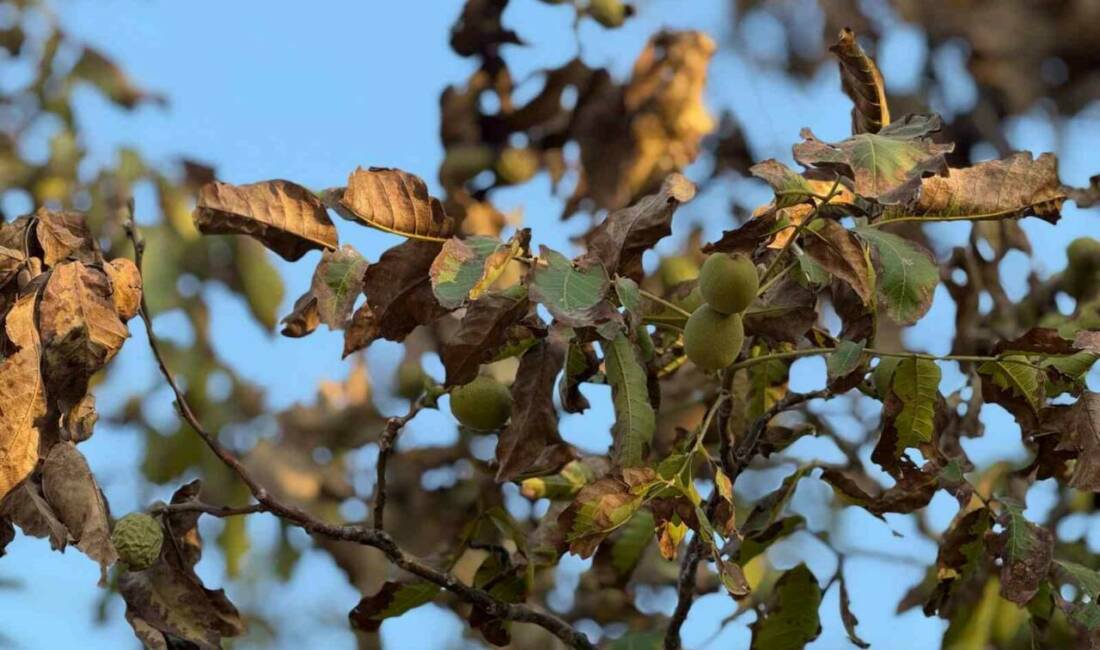 Gaziantep’in Araban ilçesinde aşırı sıcaklardan etkilenen ceviz ağaçlarının yaprakları ve