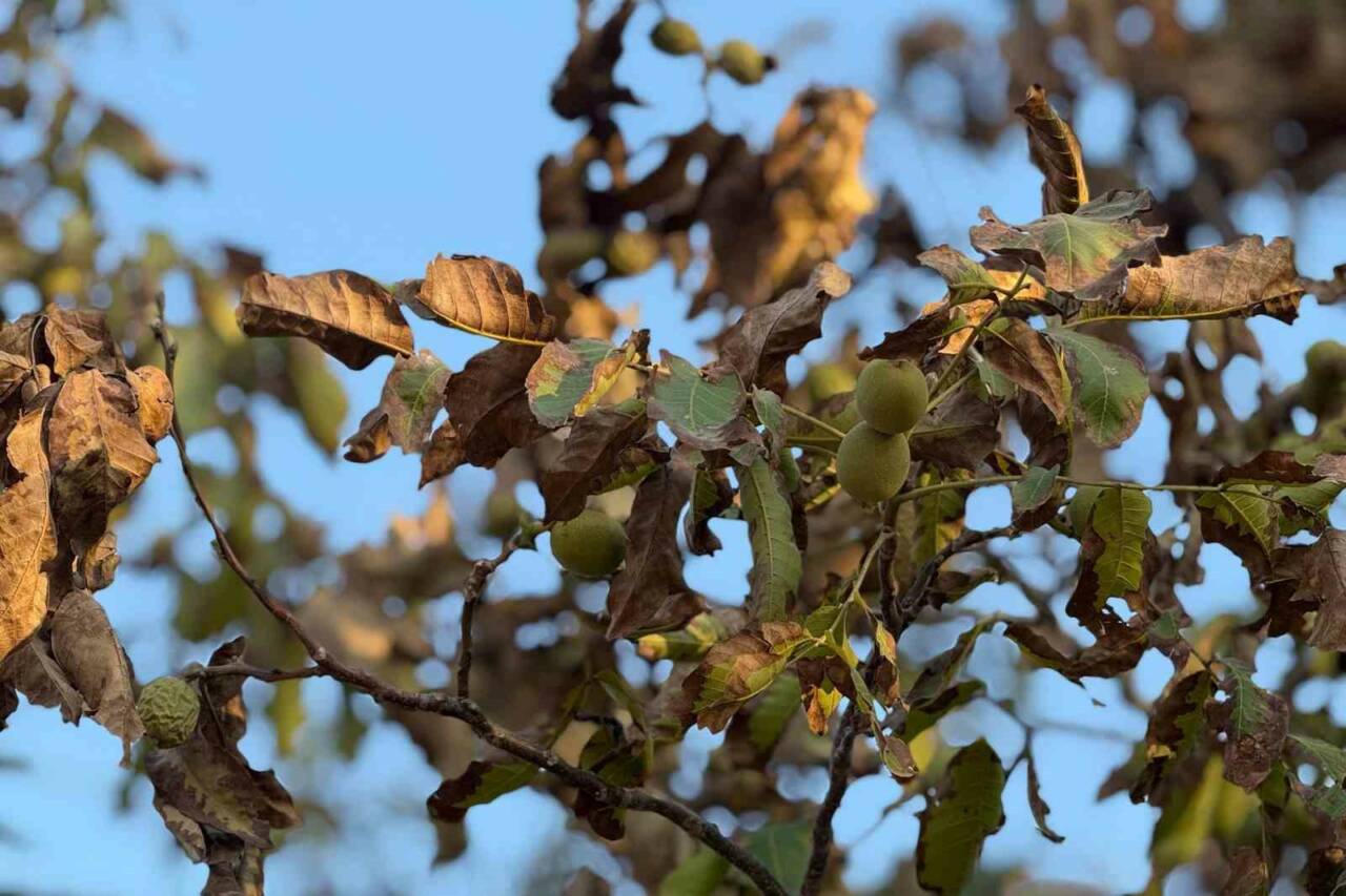 Gaziantep’in Araban ilçesinde aşırı sıcaklardan etkilenen ceviz ağaçlarının yaprakları ve