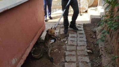 Siirt’in Kurtalan ilçesinde bir bahçeye giren tilki, itfaiye ekiplerinin müdahalesiyle