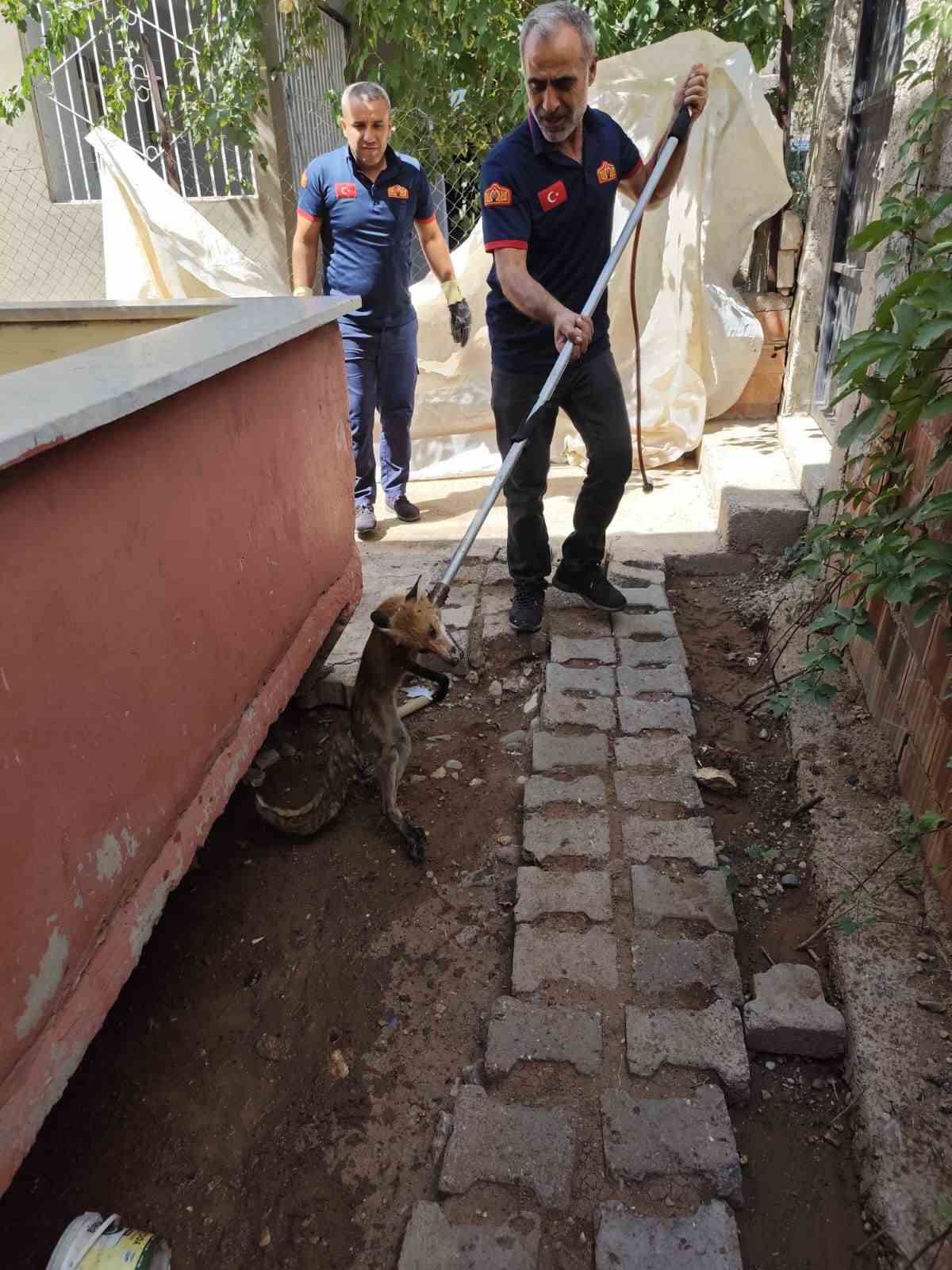 Siirt’in Kurtalan ilçesinde bir bahçeye giren tilki, itfaiye ekiplerinin müdahalesiyle