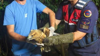 Sinop’ta jandarma personelince yaralı olarak bulunan kızıl şahin, doğa koruma