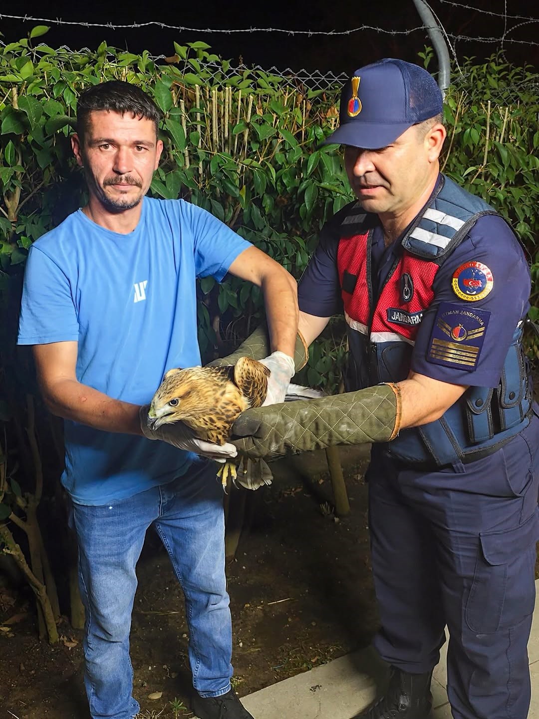 Sinop’ta jandarma personelince yaralı olarak bulunan kızıl şahin, doğa koruma