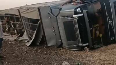 Şanlıurfa’nın Siverek ilçesinde büyükbaş hayvan taşıyan bir tır, sürücüsünün direksiyon