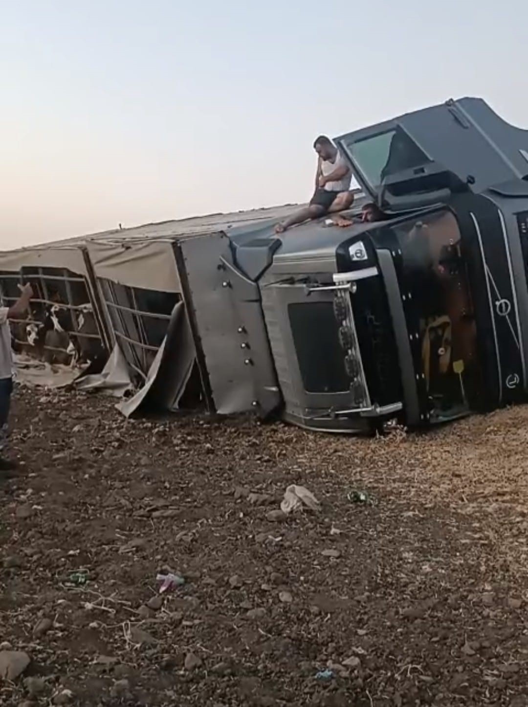 Şanlıurfa’nın Siverek ilçesinde büyükbaş hayvan taşıyan bir tır, sürücüsünün direksiyon