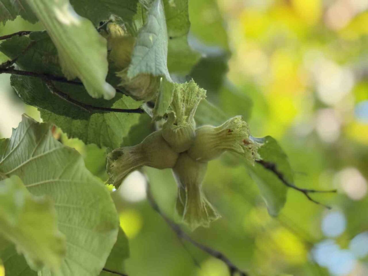 Toprak Mahsulleri Ofisi’nden yapılan açıklamada 2025 yılı ürünü fındık alım