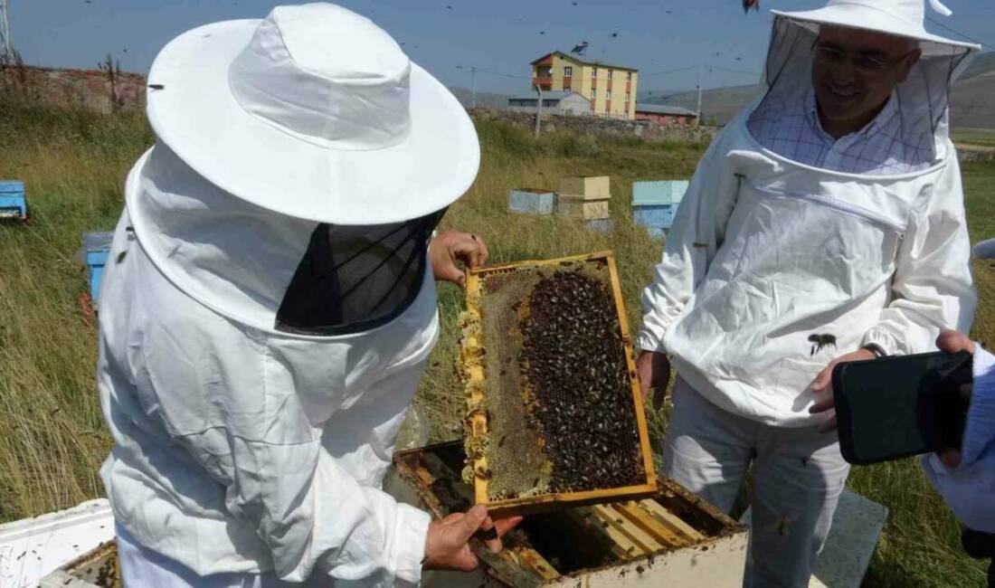 Ardahan’da bal hasat sezonu başladı ve bu yıl yaklaşık 700