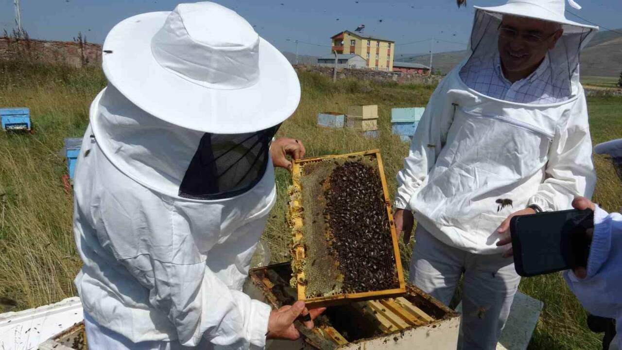 Ardahan’da bal hasat sezonu başladı ve bu yıl yaklaşık 700