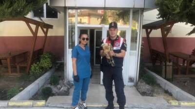 TOKAT (AA) – Tokat’ın Turhal ilçesinde yaralı bulunan kızıl şahin