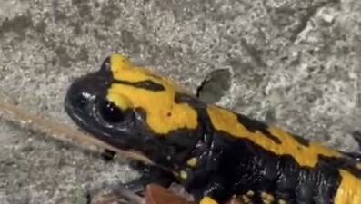 Osmaniye’nin Zorkun Yaylasının renkli misafiri sarı benekli Türk semenderi cep