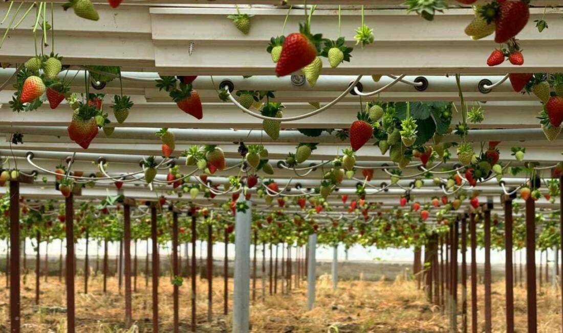 Almanya’da aldığı topraksız çilek üretimi eğitiminin ardından memleketi Antalya’nın Serik