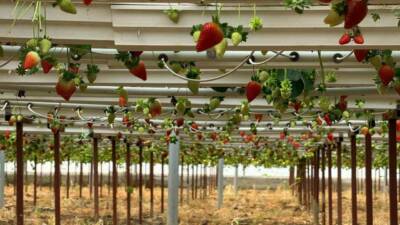 Almanya’da aldığı topraksız çilek üretimi eğitiminin ardından memleketi Antalya’nın Serik