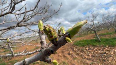 Bu yıl Şanlıurfa’da yaşanan yoğun yağışlardan sonra Antep fıstığı ağaçlarında