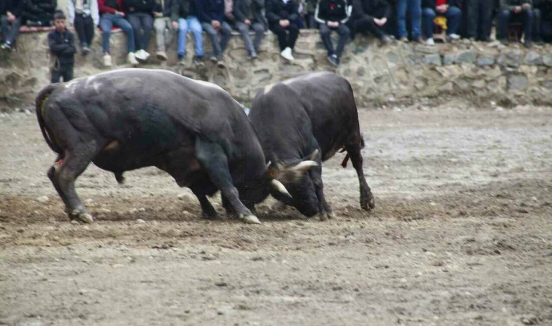 Artvin’in Yusufeli ilçesinde düzenlenen 31’inci boğa güreşleriyle sezon açılırken, 104
