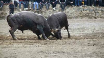 Artvin’in Yusufeli ilçesinde düzenlenen 31’inci boğa güreşleriyle sezon açılırken, 104