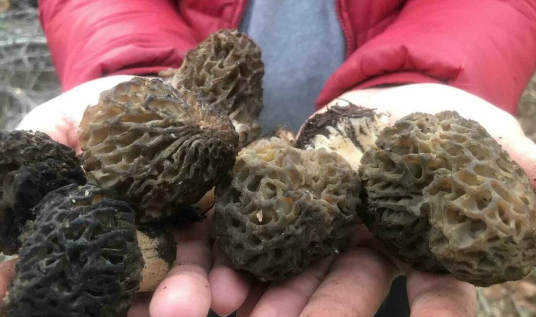 Antalya’nın Akseki ilçesinde, doğada kendiliğinden yetişen ve halk arasında “göbek”