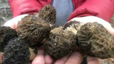 Antalya’nın Akseki ilçesinde, doğada kendiliğinden yetişen ve halk arasında “göbek”