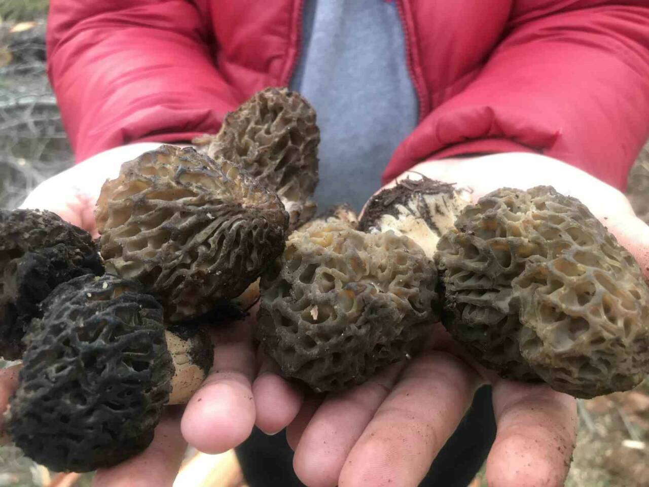 Antalya’nın Akseki ilçesinde, doğada kendiliğinden yetişen ve halk arasında “göbek”