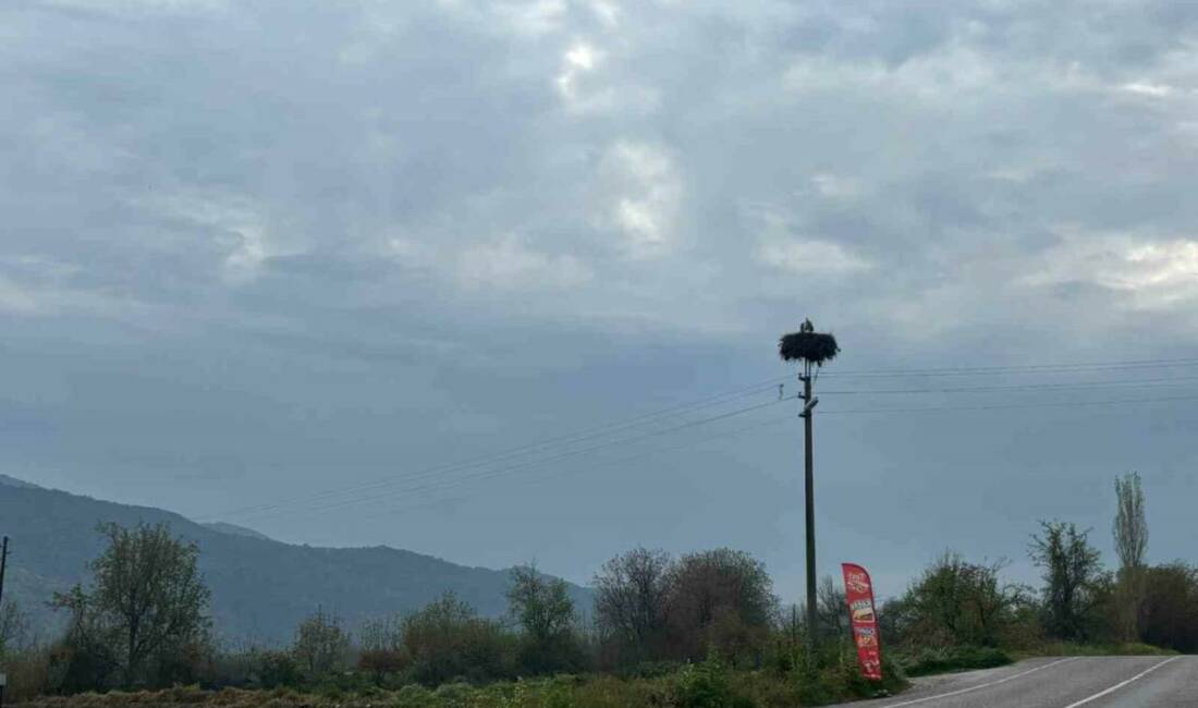 Aydın’ın Bozdoğan ilçesinde havaların ısınmasıyla birlikte baharın en güzel habercilerinden