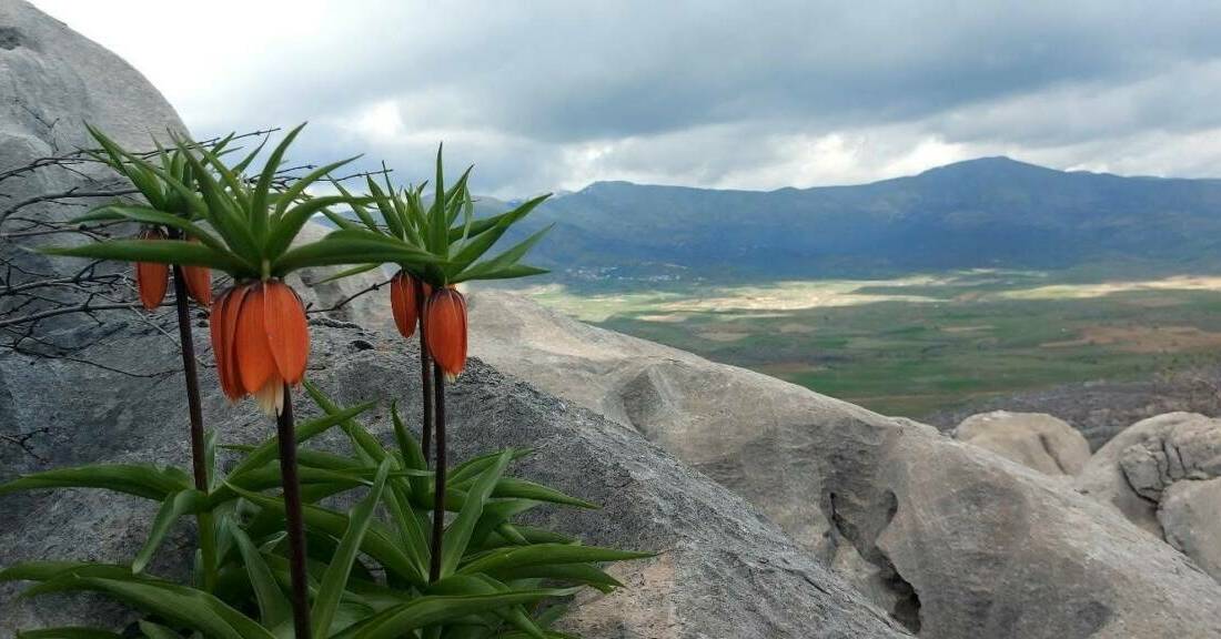 Diyarbakır’ın Çermik ilçesinde ilkbaharda açan ters laleler, yöre halkı tarafından