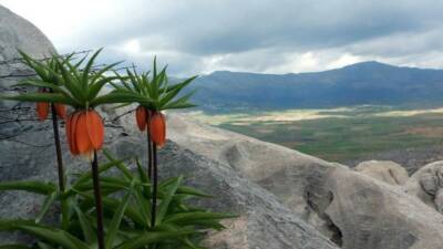 Diyarbakır’ın Çermik ilçesinde ilkbaharda açan ters laleler, yöre halkı tarafından