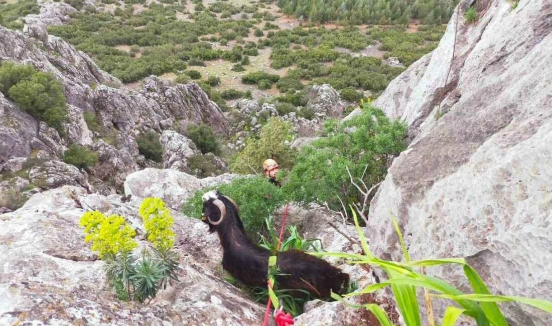 Burdur’un Çeltikçi ilçesinde dağlık alanda mahsur kalan keçi, ekiplerce kurtarılarak