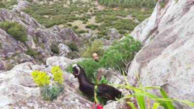 Burdur’un Çeltikçi ilçesinde dağlık alanda mahsur kalan keçi, ekiplerce kurtarılarak