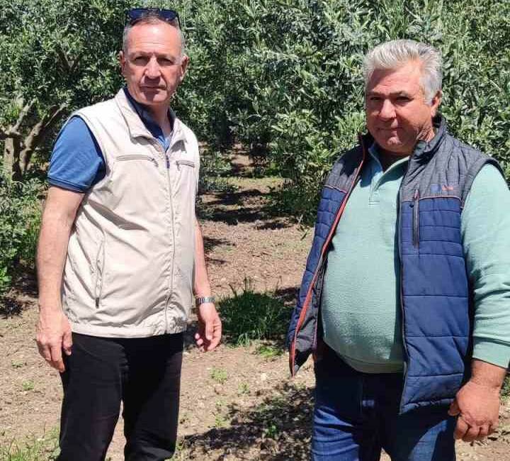 Aydın’ın Didim ilçesinde zeytin üreticilerine yönelik bilgilendirme çalışmaları kapsamında, zeytinde