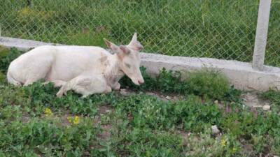 Elazığ’ın Ağın ilçesinde bembeyaz rengiyle dikkat çeken alageyik, doğal yaşam